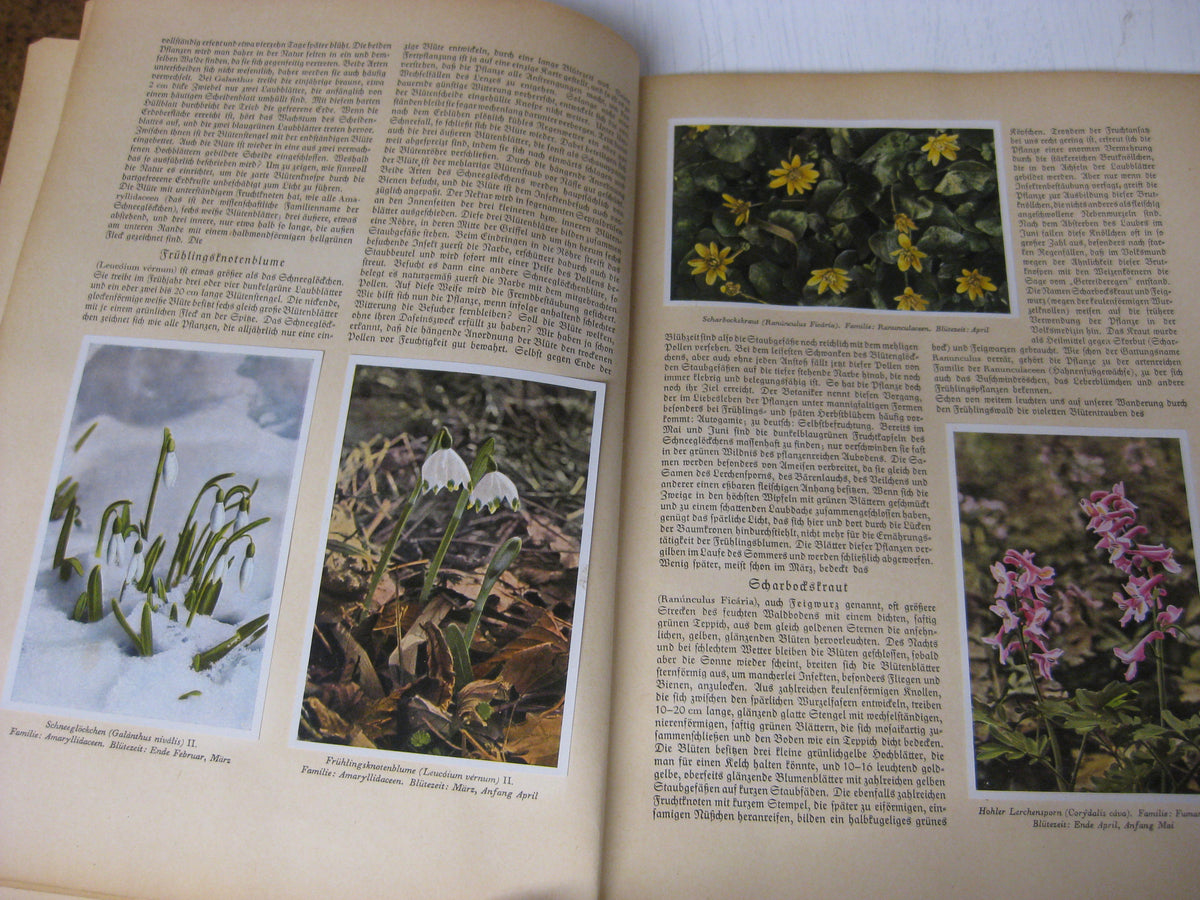 Sammelbilderalbum Aus Wald und Flur