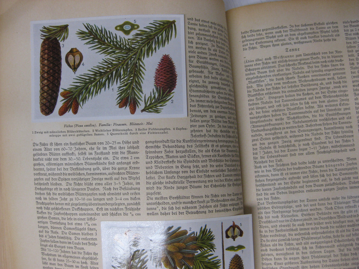 Sammelbilderalbum Aus Wald und Flur