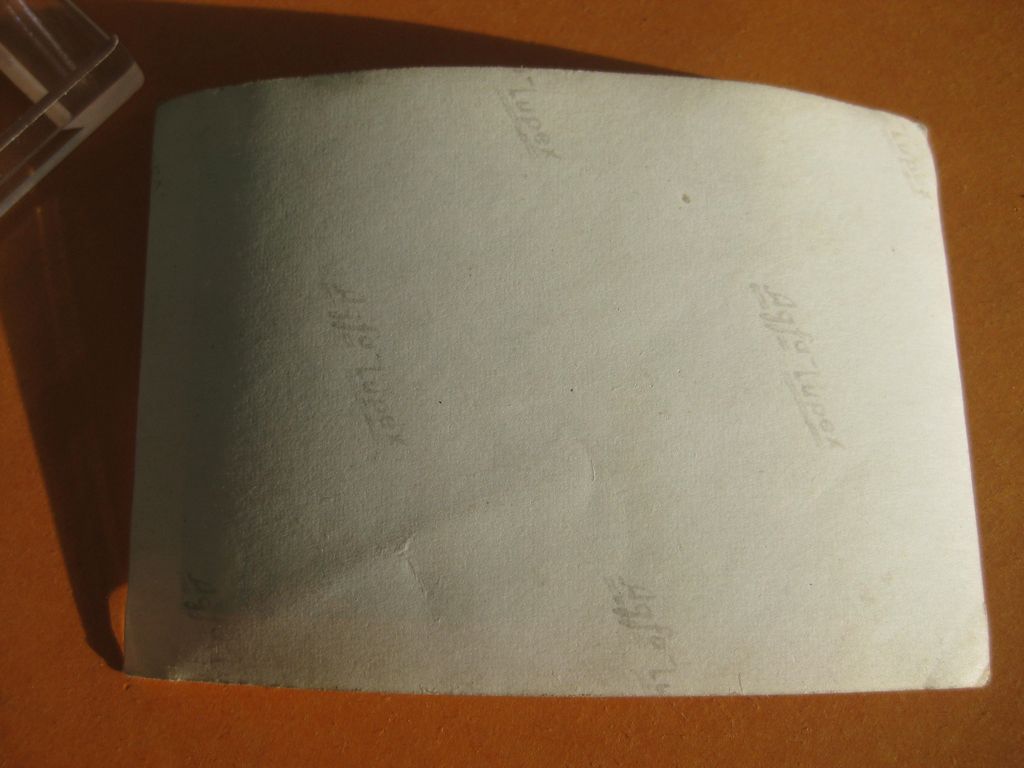 Allgemeine-SS Waffen-SS Privatfoto / Uniformfoto Leibstandarte Adolf Hitler LSAH